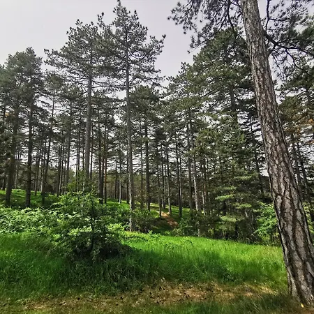 Tarski Snovi - Tara, Kaludjerske Bare